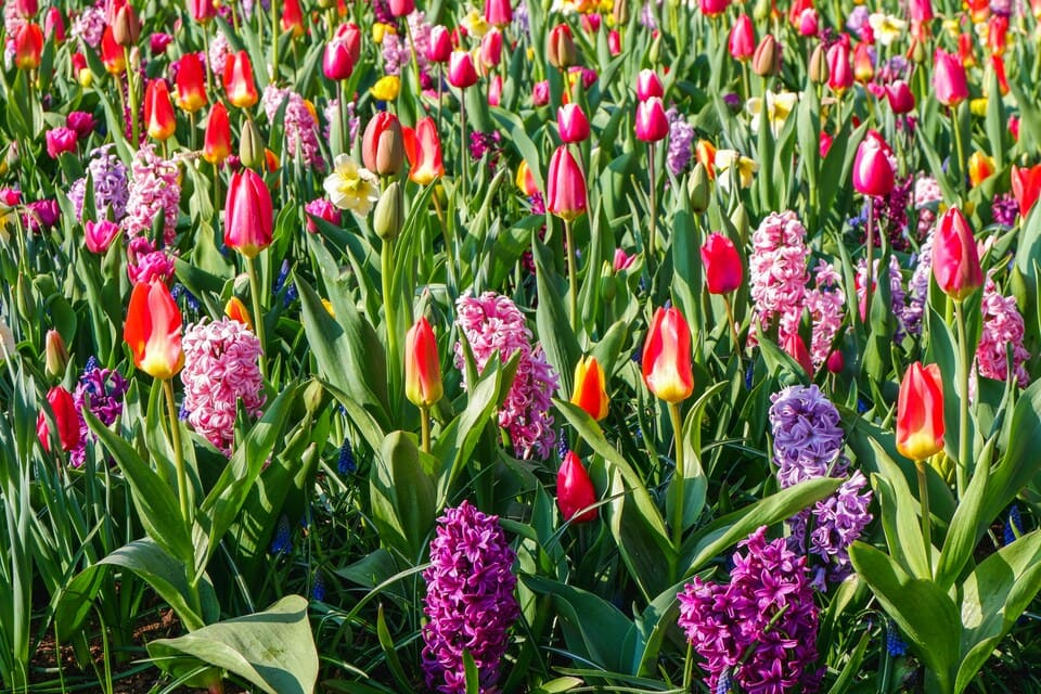 keukenhof kierros amsterdam ()
